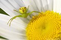 <br><br>Araignée mâle
<br><br> Ebrechtella tricuspidata
Ebrechtella tricuspidatus 
Araignée
mâle
 